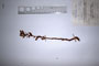 Orobanche serbica Beck et Pancic var. laxiflora T.Georg. [lectotype]