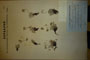 Potentilla appenina Jen. appenina Jen. ssp. stojanovii Urum. [holotype]