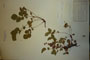 Potentilla regis-borisii Stoj. [isolectotype]