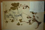 Potentilla regis-borisii Stoj. [holotype]