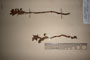 Orobanche purpurea Jacq. var. rhodopaea T.Georg. [lectotype]