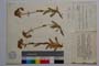 Ptarmica lingulata Waldst. et Kit. var. calva Degen. & Urum. []