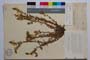 Alkanna srtribrnyi Vel. ssp. intermedia Koz. [holotype]