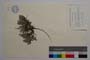 Alyssum orbelicum Anchev et Uzunov sp. nova []