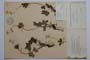 Anemone sylvestris L. f. lanata Kuzm. [holotype]