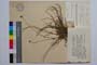 Anthemis tenuiloba DC. var. thasia Stoj. et Kitan. []