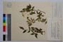 Euonymus varrucosus Scop. var. laevifolius Beck. f. parvifolius Gan. []