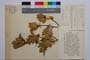 Frangula alnus Mill. ssp. saxatilis Gan. []