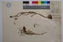 Fritillaria drenovski var. polyantha Rech. fil. []