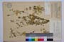 Medicago disciformis DC. var. strumensis Velc. & Bond. []
