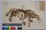 Medicago brachyodon []