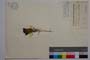 Melampyrum cristatum L. []
