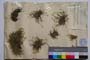 Minuartia stojanovii (Kitan.) Koz. & Kuzm. []