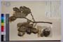 Quercus aegilops L. var. balotin J. D. []