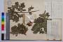Quercus erucifolia Stev. f. cremena Gan. & Bond. []