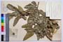 Quercus sphaerocarpa J. D. []