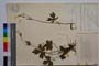 Ranunculus nemorosus DC. var. georgievii Penev []