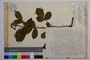Rubus oblongoobovatus Mark. []