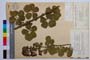 Rubus sanguineus Friv. var. truncatus Mark. []
