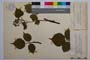 Rubus schleicheri Weihe. var. vitosensis Mark. []