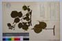 Rubus schleicheri Weihe. var. vitosensis Mark. []