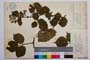 Rubus schleicheri Weihe. var. vitosensis Mark. []