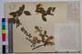 Rubus tomentosus Borkh. var. stojanovii Mark. []