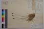 Sesleria argentea Savi. []