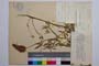 Trifolium purpureum Loisel ssp. purpureum f. latifolia Koz. []