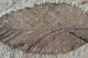 Alnus palaeorhodopaea Bozukov & Palamarev [холотип IBERPBXX0024] (c) Институт по биоразнообразие и екосистемни изследвания, БАН — Палеоботаническа колекция (IBER-PB)