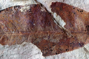 Caesalpinites inaequalis Palamarev & Petkova [холотип IBERPBXX0025] (c) Институт по биоразнообразие и екосистемни изследвания, БАН — Палеоботаническа колекция (IBER-PB)