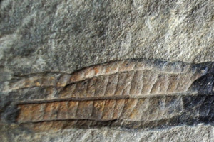 Daphnogene rhodopaea Palamarev [холотип IBERPBXX0029] (c) Институт по биоразнообразие и екосистемни изследвания, БАН — Палеоботаническа колекция (IBER-PB)