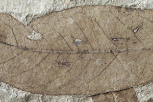Hartia palaeorhodopensis Bozukov & Palamarev [холотип IBERPBXX0034] (c) Институт по биоразнообразие и екосистемни изследвания, БАН — Палеоботаническа колекция (IBER-PB)