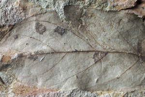 Lithocarpus palaeobalcanica Palamarev & Petkova [холотип IBERPBXX0037] (c) Институт по биоразнообразие и екосистемни изследвания, БАН — Палеоботаническа колекция (IBER-PB)