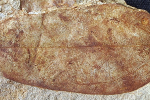 Matudaea palaeobalcanica Palamarev & Petkova [холотип IBERPBXX0038] (c) Институт по биоразнообразие и екосистемни изследвания, БАН — Палеоботаническа колекция (IBER-PB)