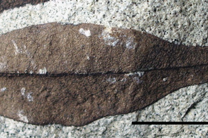 Myrtus palaeomestensis Palamarev, Kitanov fil. & Bozukov [холотип IBERPBXX0039] (c) Институт по биоразнообразие и екосистемни изследвания, БАН — Палеоботаническа колекция (IBER-PB)