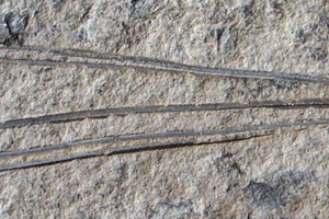 Pinus palaeorhodopensis Palamarev [холотип IBERPBXX0042] (c) Институт по биоразнообразие и екосистемни изследвания, БАН — Палеоботаническа колекция (IBER-PB)