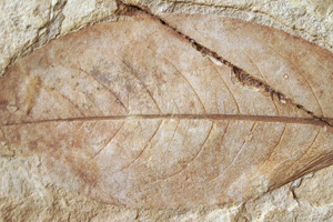 Prunus attenuatifolia Palamarev & Petkova [холотип IBERPBXX0043] (c) Институт по биоразнообразие и екосистемни изследвания, БАН — Палеоботаническа колекция (IBER-PB)