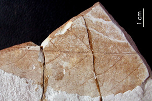 Stewartia stefanovii Palam. & Bozukov [холотип IBERPBXX0044] (c) Институт по биоразнообразие и екосистемни изследвания, БАН — Палеоботаническа колекция (IBER-PB)