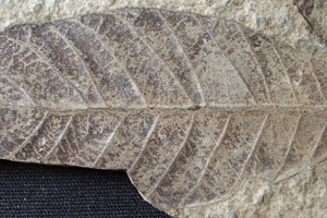 Lithocarpus palaeorhodopensis Palamarev & Mai [холотип IBERPBXX0036] (c) Институт по биоразнообразие и екосистемни изследвания, БАН — Палеоботаническа колекция (IBER-PB)