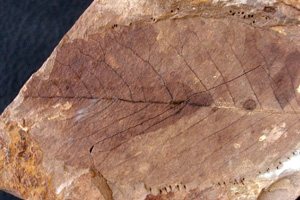 Playcarya palaeostrabilaceae Palamarev [холотип IBERPBXX0047] (c) Институт по биоразнообразие и екосистемни изследвания, БАН — Палеоботаническа колекция (IBER-PB)