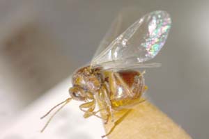 Andricus bulgaricus Vassileva-Samanlieva, 1977 [паратип IBERZCXX0003] (c) Институт по биоразнообразие и екосистемни изследвания, БАН — Зоологическа колекция (IBER-ZC)