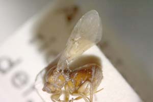 Andricus bulgaricus Vassileva-Samanlieva, 1977 [паратип IBERZCXX0006] (c) Институт по биоразнообразие и екосистемни изследвания, БАН — Зоологическа колекция (IBER-ZC)