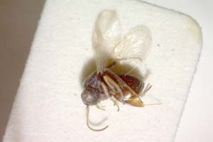 Synergus punctatus Vassileva-Sumanlieva, 1984 [холотип IBERZCXX0007] (c) Институт по биоразнообразие и екосистемни изследвания, БАН — Зоологическа колекция (IBER-ZC)