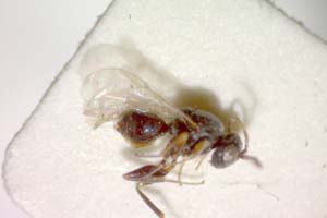 Synergus punctatus Vassileva-Sumanlieva, 1984 [паратип IBERZCXX0008] (c) Институт по биоразнообразие и екосистемни изследвания, БАН — Зоологическа колекция (IBER-ZC)