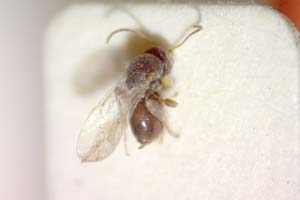 Synergus punctatus Vassileva-Sumanlieva, 1984 [паратип IBERZCXX0009] (c) Институт по биоразнообразие и екосистемни изследвания, БАН — Зоологическа колекция (IBER-ZC)