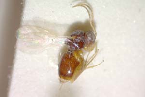 Synergus cerricolus Vassileva-Samanlieva, 1986 [холотип IBERZCXX0010] (c) Институт по биоразнообразие и екосистемни изследвания, БАН — Зоологическа колекция (IBER-ZC)