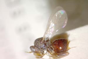 Synergus carinatus Vassileva-Samanlieva, 1985 [холотип IBERZCXX0013] (c) Институт по биоразнообразие и екосистемни изследвания, БАН — Зоологическа колекция (IBER-ZC)