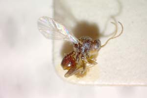 Synergus carinatus Vassileva-Samanlieva, 1985 [паратип IBERZCXX0014] (c) Институт по биоразнообразие и екосистемни изследвания, БАН — Зоологическа колекция (IBER-ZC)