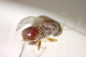 Synergus carinatus Vassileva-Samanlieva, 1985 [паратип IBERZCXX0015] (c) Институт по биоразнообразие и екосистемни изследвания, БАН — Зоологическа колекция (IBER-ZC)